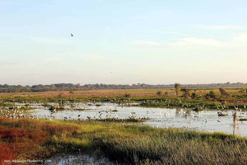 tour-of-darwin-Fogg-Dam