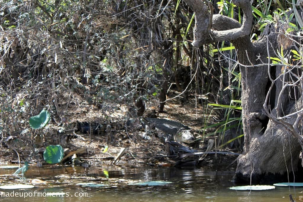 tour-of-darwin-local-croc