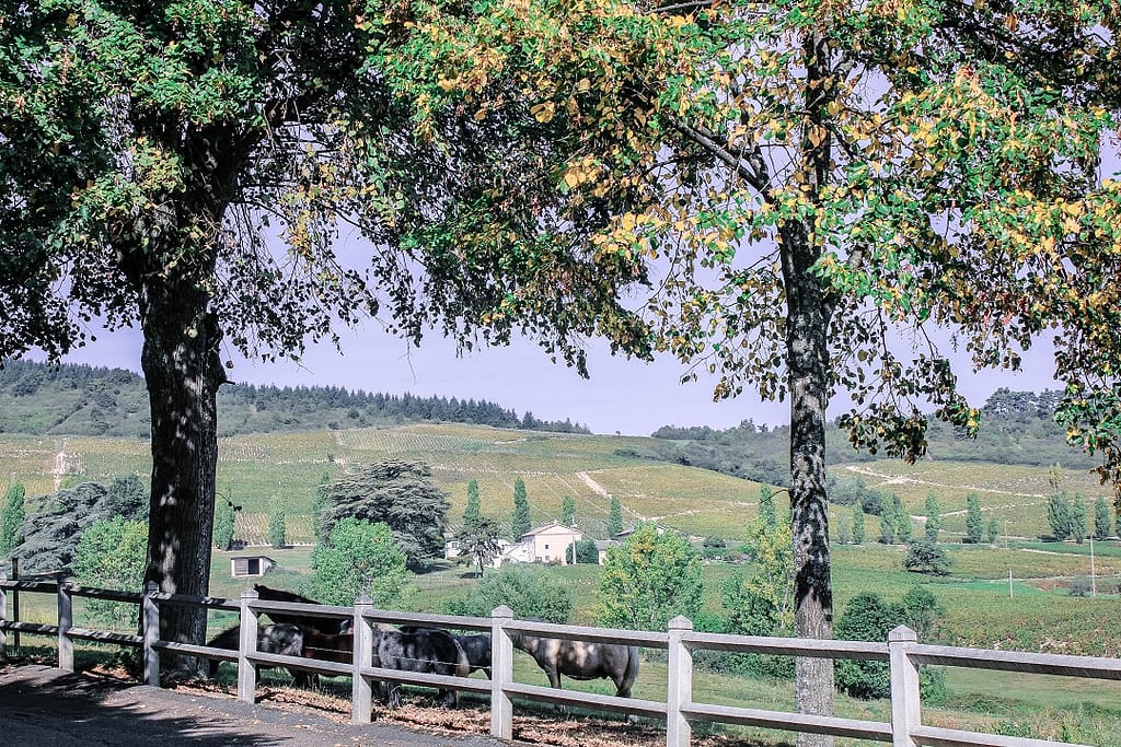 burgundy-region-odenas