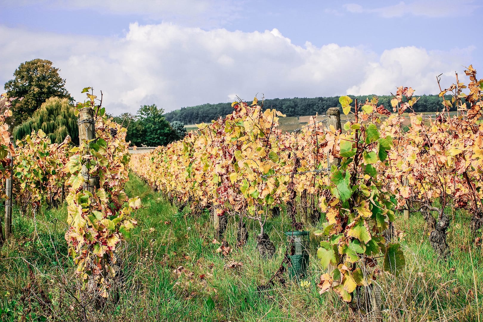 burgundy wine region